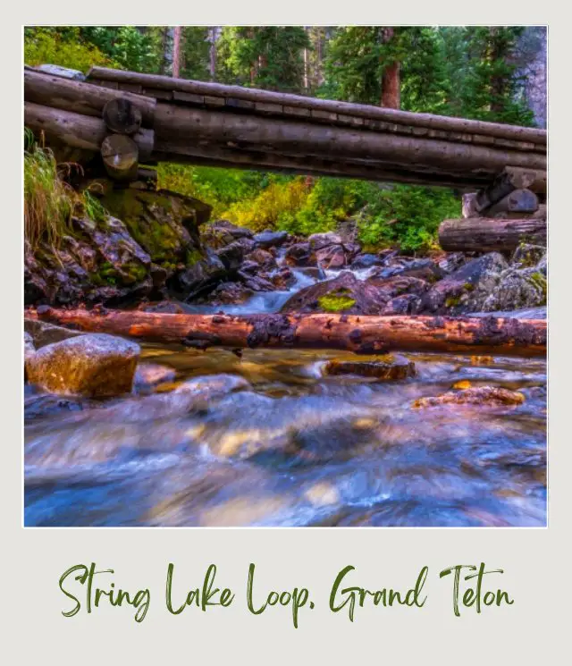 A lake surrounded by rocks and logs, and behind are trees in Grand Teton National Park.