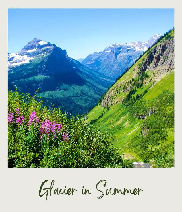 View of mountains, green trees, and wildflowers in Glacier National Park.