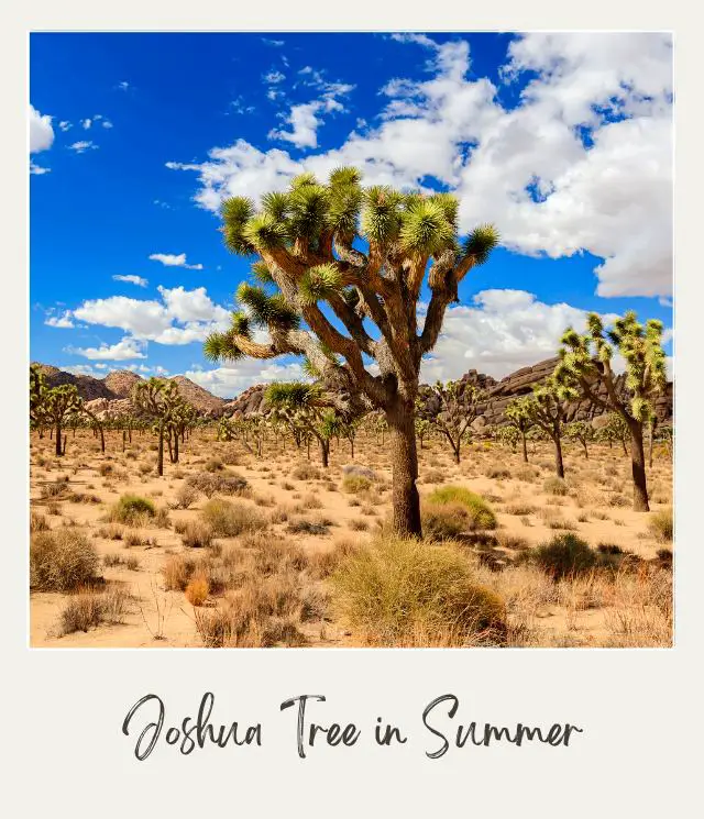 View of cactus under the blue skies in Joshua Tree National Park.