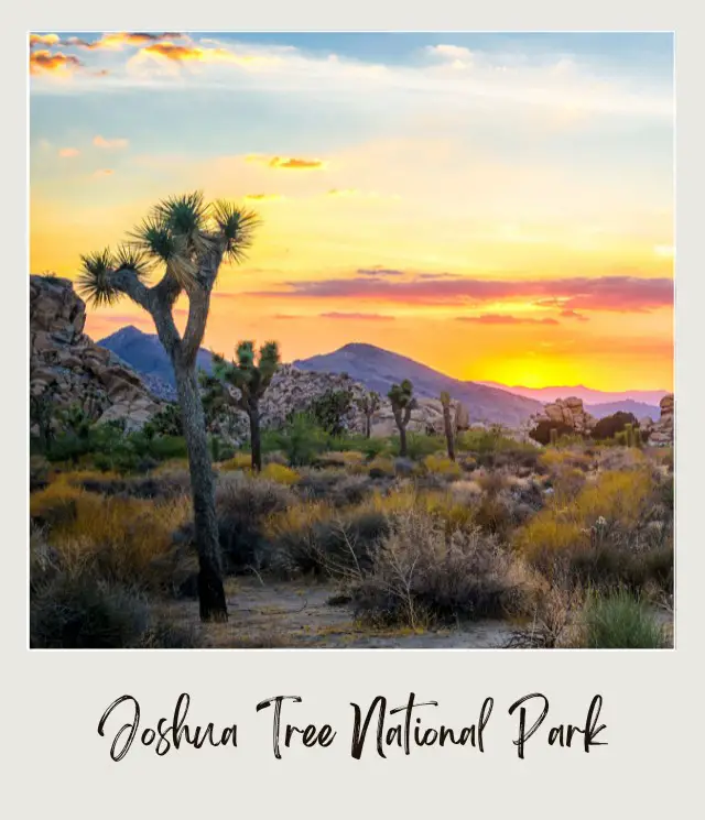 Rock mountains surrounded by Joshua trees and bushes in Joshua Tree National Park.