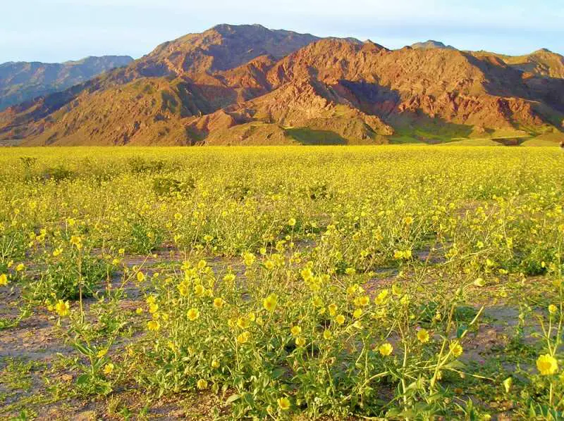 Mountain ranges and below are yellow wildflowers in Death Valley National Park.