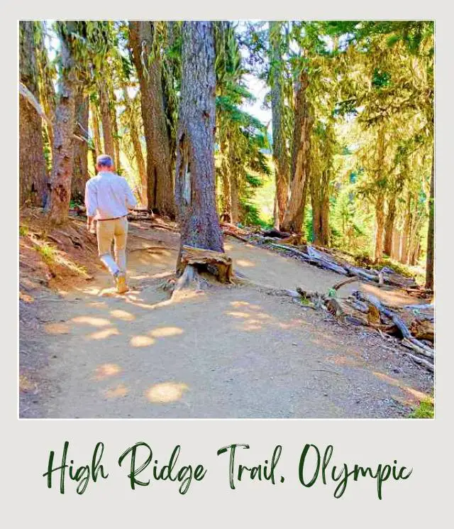 High Ridge Trail to Sunrise Point, Hurricane Ridge: Complete Guide A man in the middle of the trees surrounded by logs in Hurricane Ridge Olympic National Park