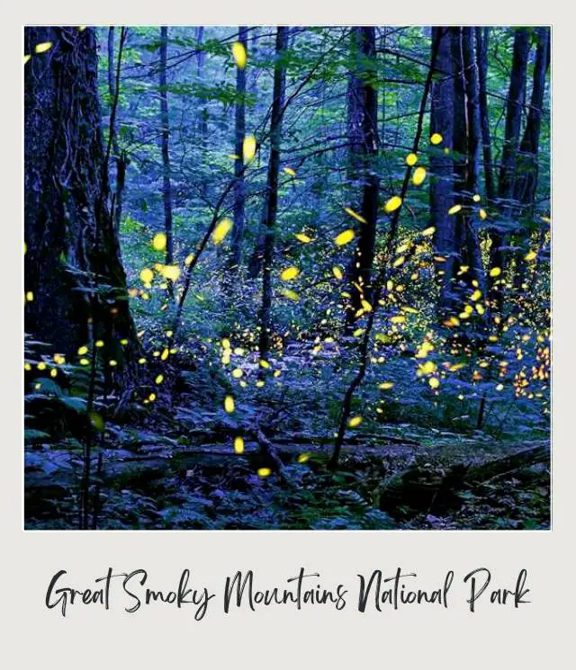 Trees surrounded by yellow fireflies in Great Smoky Mountains National Park