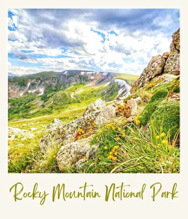 How to Get to Rocky Mountain National Park View of mountains from a rock surrounded by yellow flower plants, under the cloudy day in Rocky Mountain National Park.