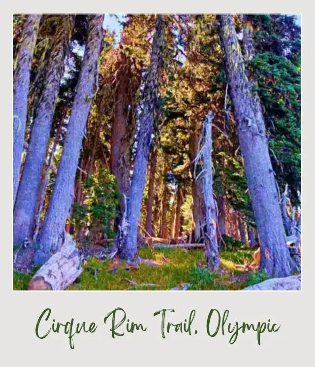 Cirque Rim Trail Guide Giant trees in Cirque Rim Trail Hurricane Ridge Olympic National Park