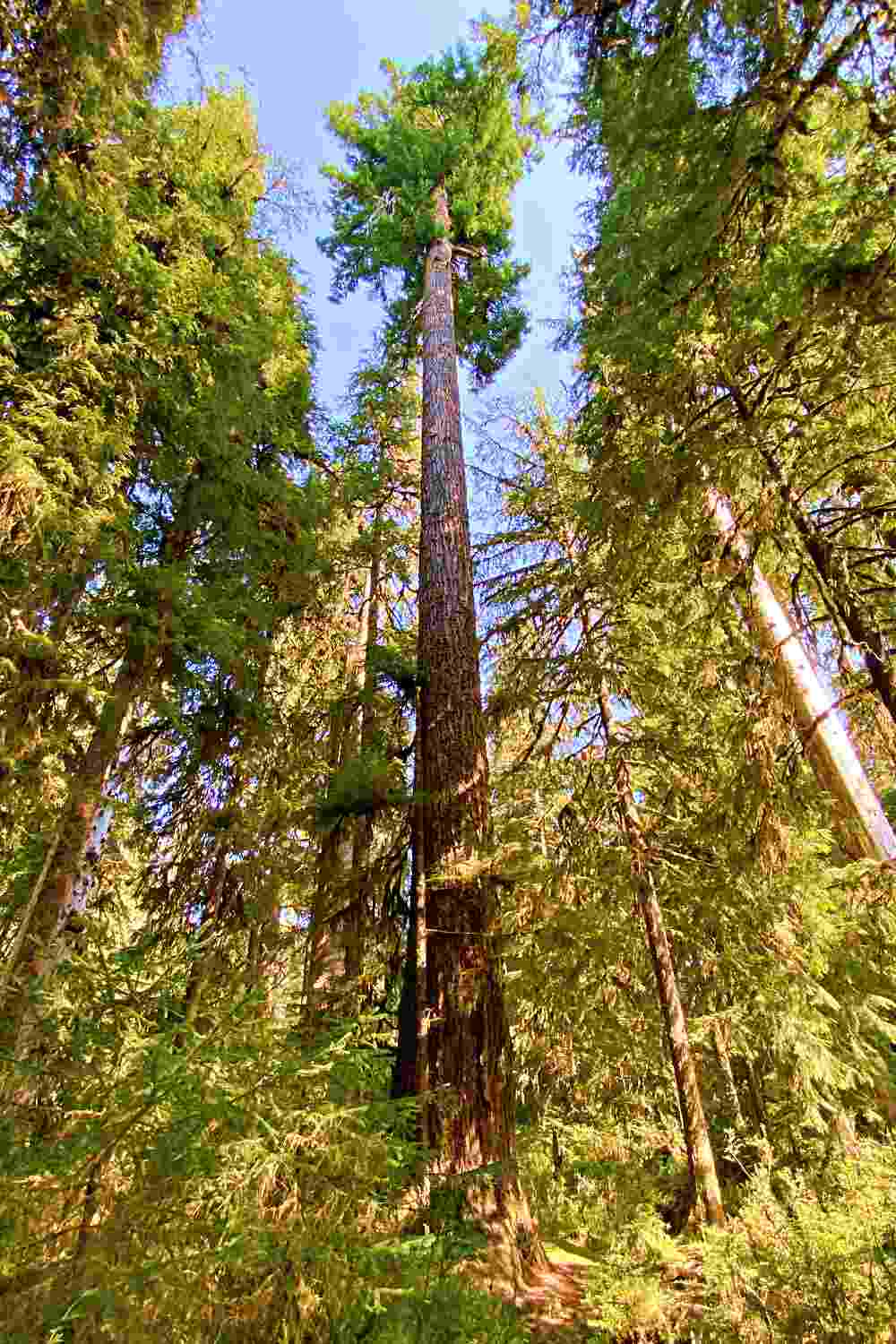 Hoh Rainforest Hall Of Mosses Trail Guide