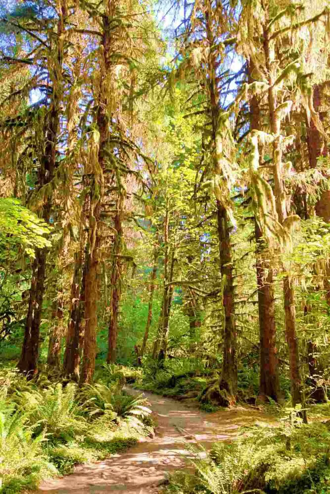 Tall trees on Hoh River Trail Olympic National Park