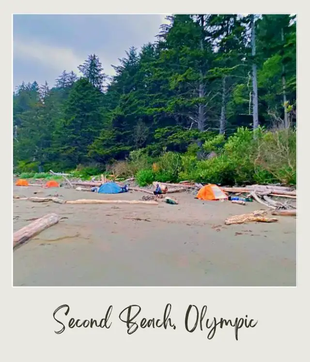La Push Second Beach, Washington State: Complete Guide Beach camping makes the tour memorable in Olympic National Park as tall trees surrounding the area makes the stay relaxing.