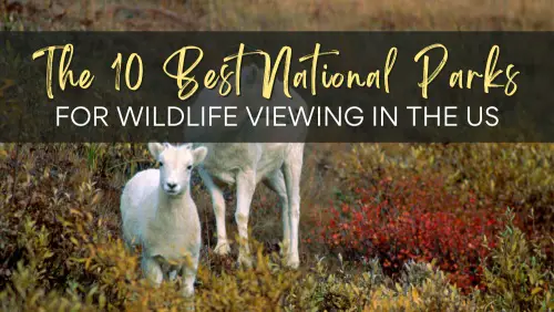 The 10 Best National Parks for Wildlife Viewing in the US and the 5 Worst Ones Header