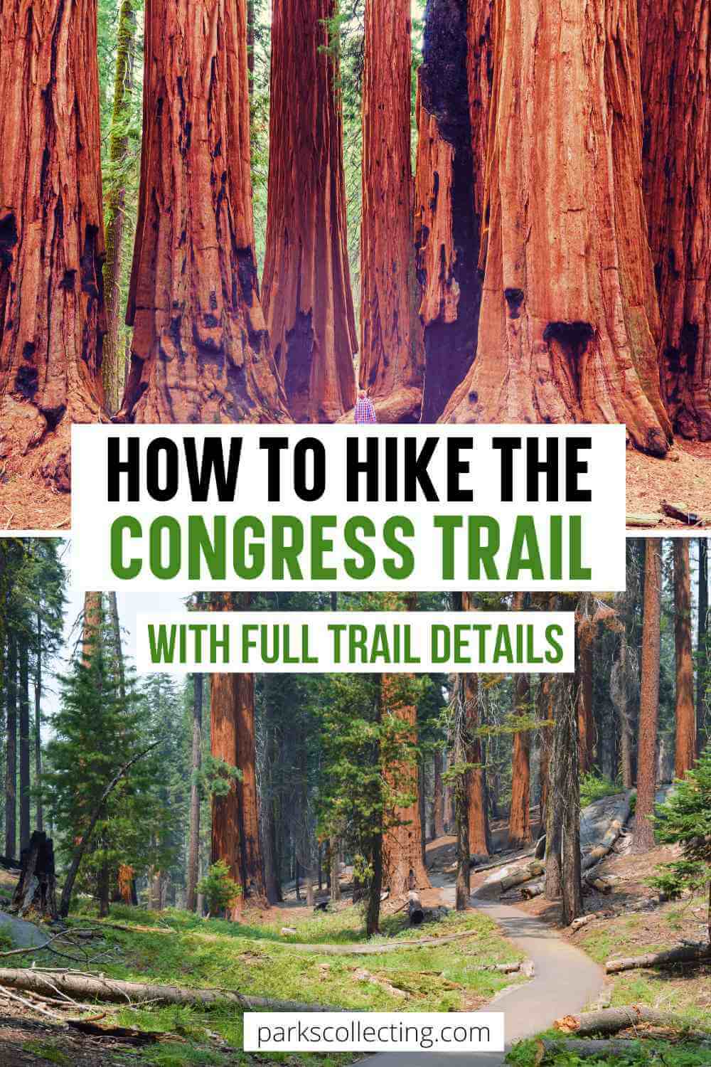 Hiking The Congress Trail Sequoia National Park Complete Guide 2024