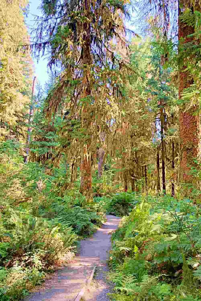 The Hoh River Trail starts