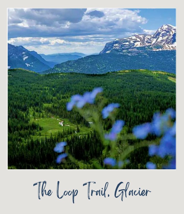 View of a wildflower and an aerial view of mountains and trees from the Loop Trail in Glacier National Park.