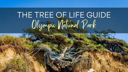 View of the huge tree hang in between rock mountains, with the text, The Tree of Life Guide Olympic National Park.