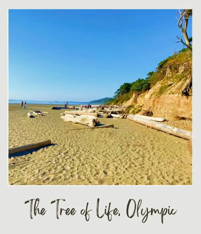 The Tree of Life, Washington State: A Complete Guide People standing on the beach surrounded by tree logs and behind the ocean in Olympic National Park