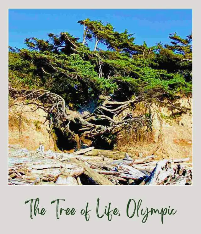 The Tree of Life, Washington State: A Complete Guide The Tree of Life in Olympic National Park