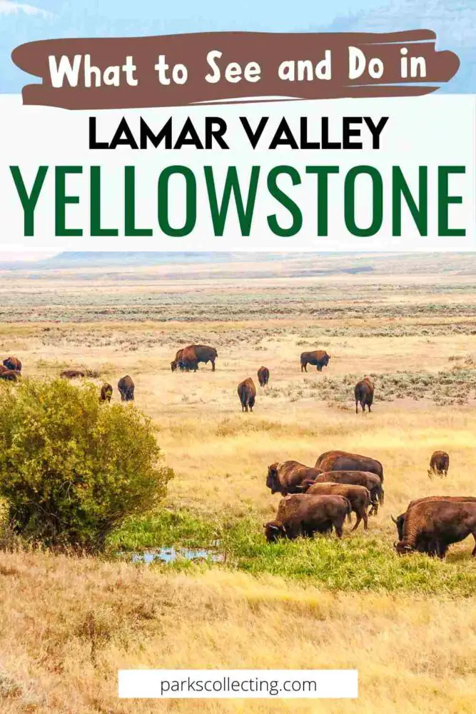 Pinterest pin of bison in Lamar Valley with text "What to see and do in Lamar Valley"