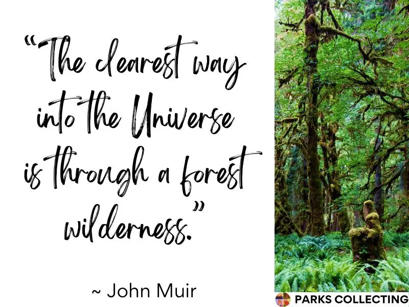 The clearest way into the Universe is through a forest wilderness