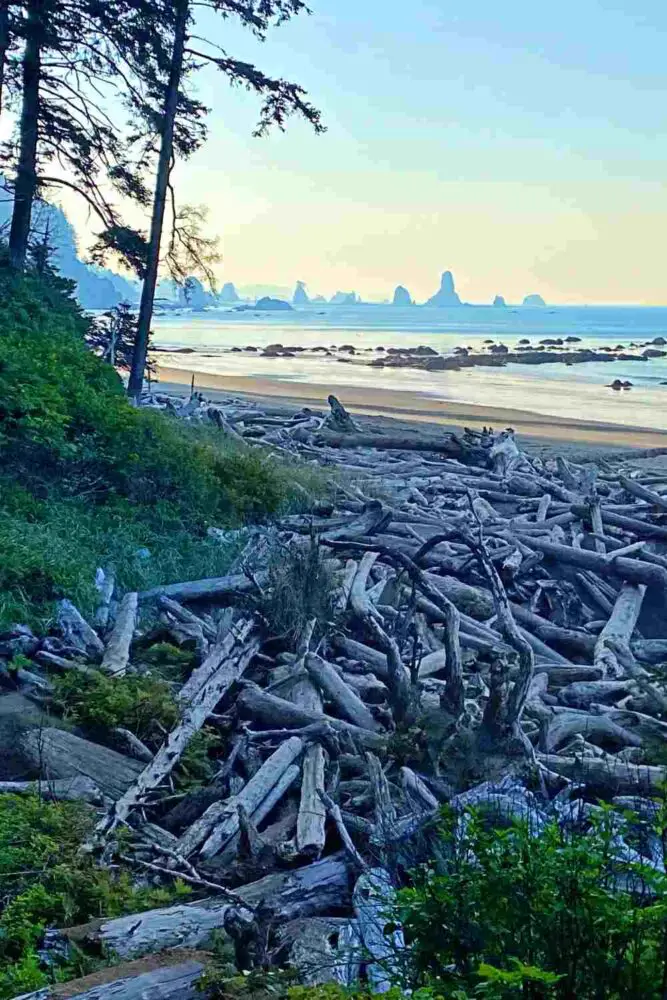 Driftwoods beside the Third Beach Olympic National Park, and on the other side is an island of trees surrounding the beach.