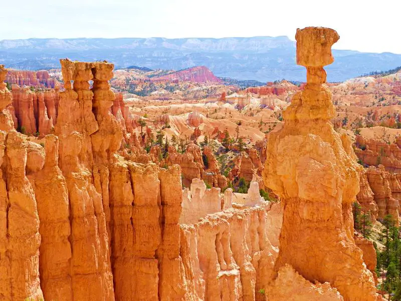 Huge reddish rocks surrounding by trees in Bryce Canyon National Park