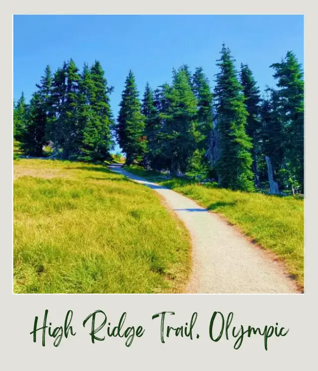 High Ridge Trail to Sunrise Point, Hurricane Ridge: Complete Guide Small road surrounded by trees and field of grass in Hurricane Ridge Olympic National Park