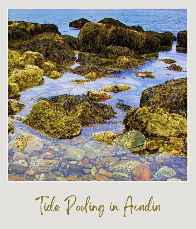 Rocks covered with see weeds creating tide pools perfect for tidepooling in Acadia Ntional Park