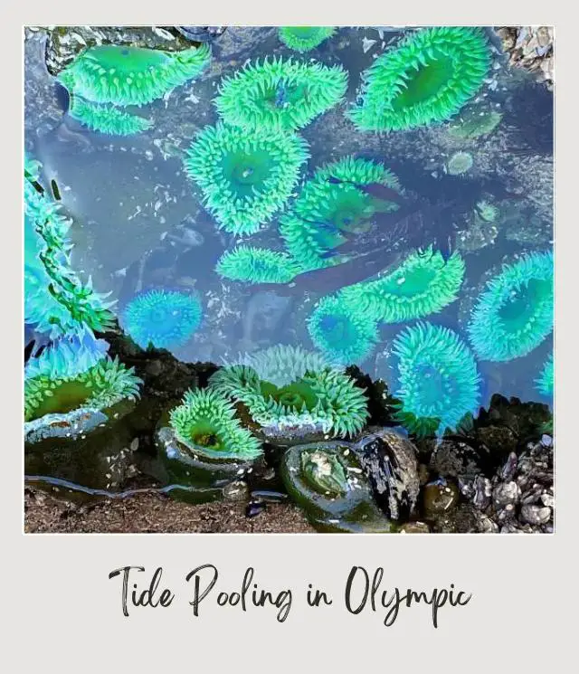 21 Best Things to Do in Olympic National Park Green Anemones in the water in Beach 4 in Olympic National Park