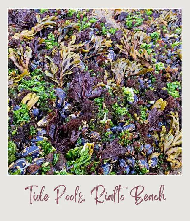 Best Tide Pools Olympic National Park: Complete Guide for First Time Visitors View of sea weeds and dark mussels in Rialto Beach in Olympic National Park