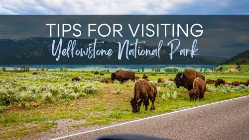 View of bison on the field beside the road in Yellowstone National Park.