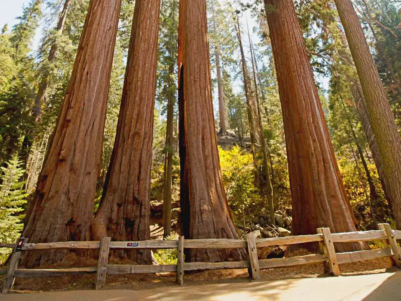 Wooden railings and behind are huge tree trunks in Sequoia National Park.