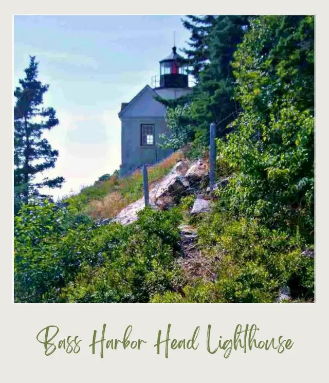 rocks and bushes and Bass Harbor Head Lighthouse in Acadia National Park