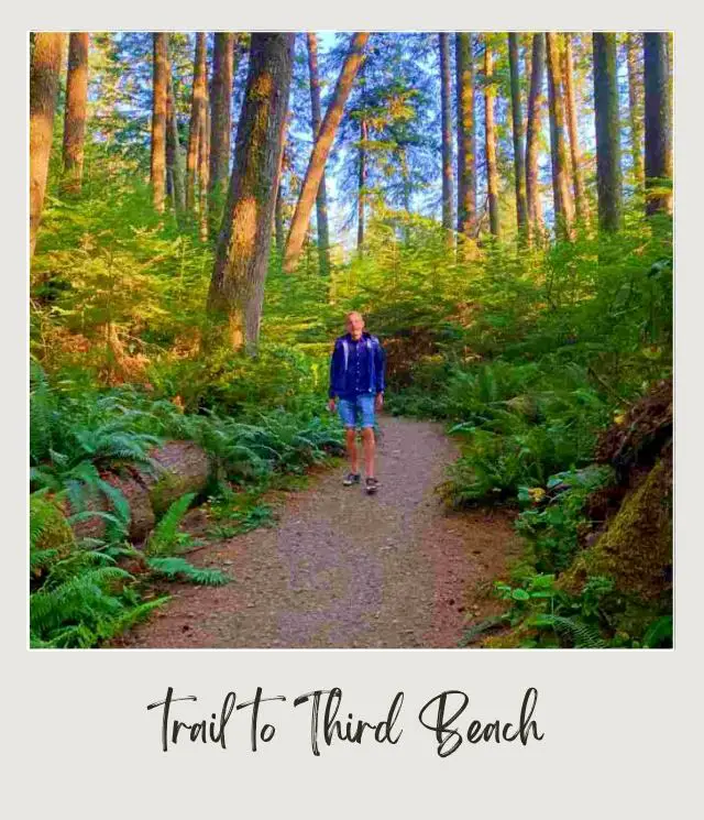 Third Beach, La Push: Complete Guide A man standing on the trail surrounded by trees, logs, and ferns in Third Beach Olympic National Park.