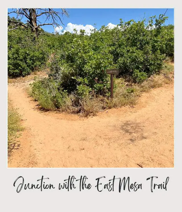 A view of sandy trail splits into two paths surrounded by lush green shrubs, with a small signpost marking the junction under a bright blue sky at East Mesa Trail