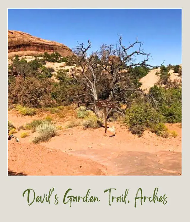 Wooden signage and behind are bushes and huge rock formations on Devils Garden Trail in Arches National Park.