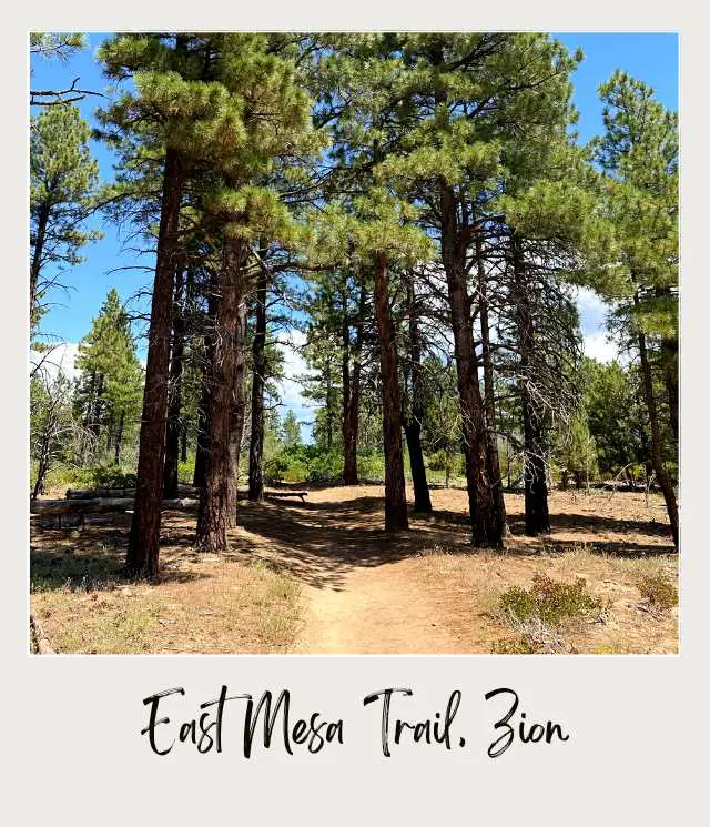 Trail Through ponderosa and juniper forest East Mesa Trail to Observation Point Zion National Park