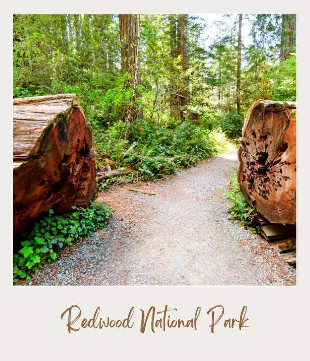 Trail in Redwood National Park California