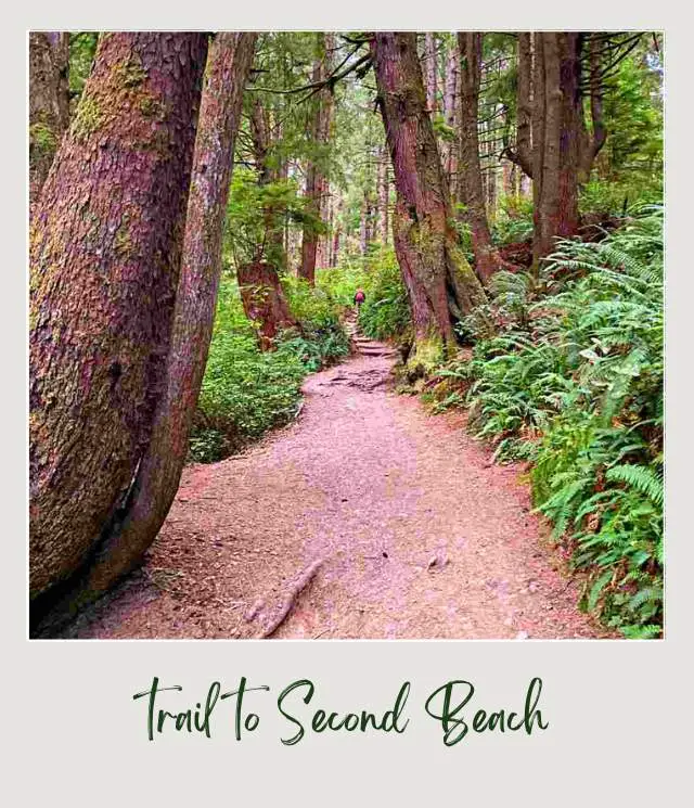 La Push Second Beach, Washington State: Complete Guide Walkway inside the forest of Olympic National Park surrounded with tall trees and green wild plants.
