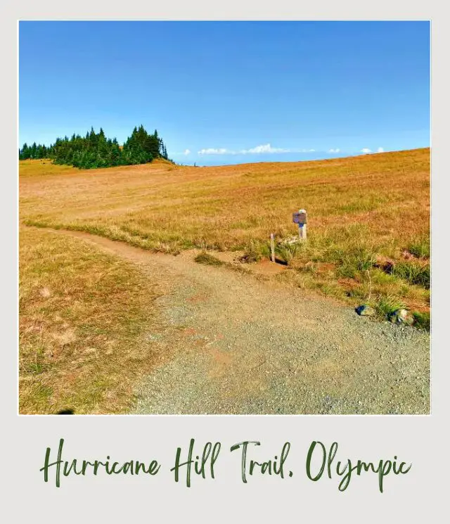 Hurricane Hill Trail Guide Stone marking in the middle of the field and behind are trees in Hurricane Hill