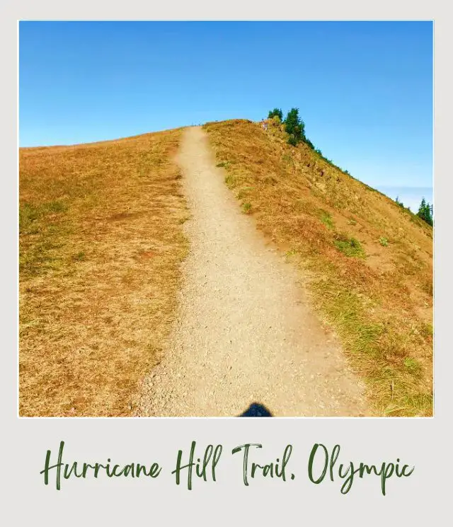 Hurricane Hill Trail Guide Small road in the middle of wide fields in Hurricane Hill.