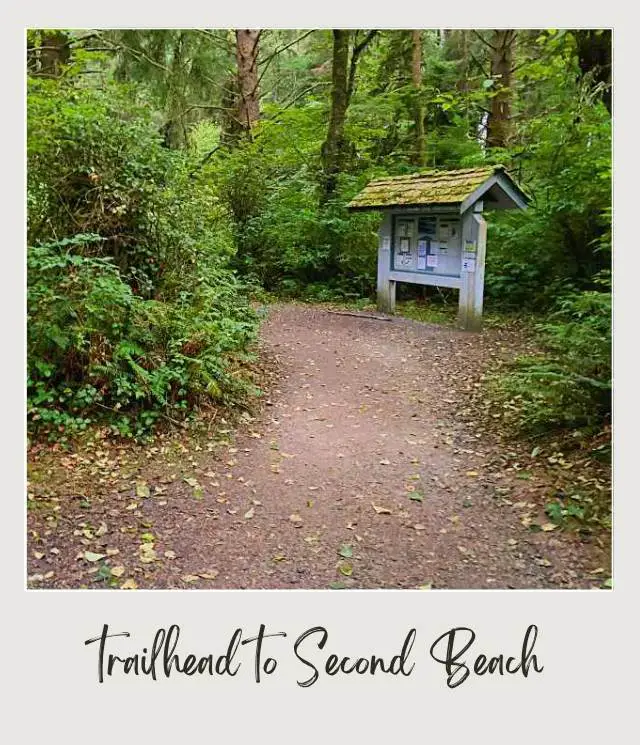 La Push Second Beach, Washington State: Complete Guide Entry area of the forest at the Olympic National park.