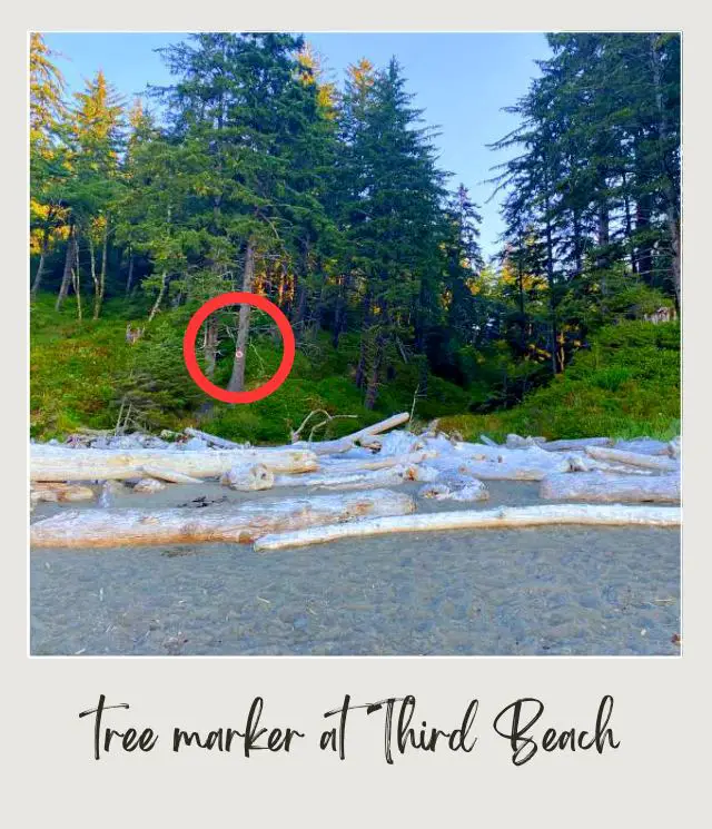 Third Beach, La Push: Complete Guide The entrance on the trail in Third Beach Olympic National Park is surrounded by tree logs, trees, and other plants.