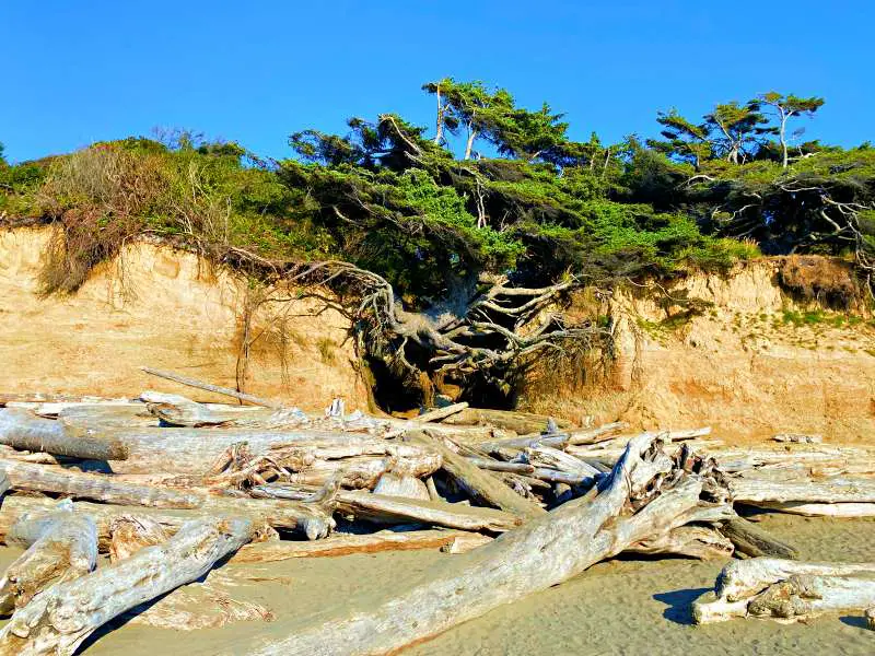Tree logs on the beach and behind are trees on the cliffs in Olympic National Park
