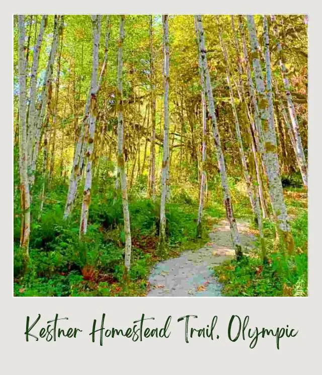 Maple Glade Rainforest Trail and Kestner Homestead Trail: Complete Guide Small road in the trees with small trunks and surrounded by ferns and other plants in Mossy trees surrounded by ferns and other plants in Kestner Homestead - Maple Glade Olympic National Park.