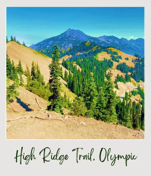High Ridge Trail to Sunrise Point, Hurricane Ridge: Complete Guide Road in the middle of the mountains surrounded by trees in Hurricane Ridge Olympic National Park