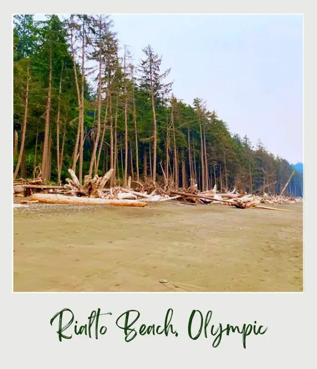 Rialto Beach - Hole in the Wall, Olympic National Park: Complete Guide Driftwoods beside Rialto Beach, Olympic National Park, and behind are trees.