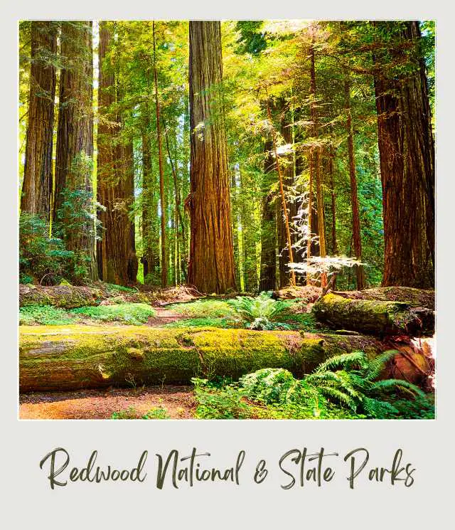 Trees in Redwood National State Parks