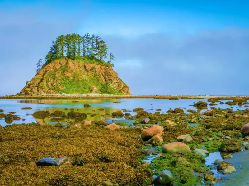 Tskawahyah Island Cape Alava Olympic National Park