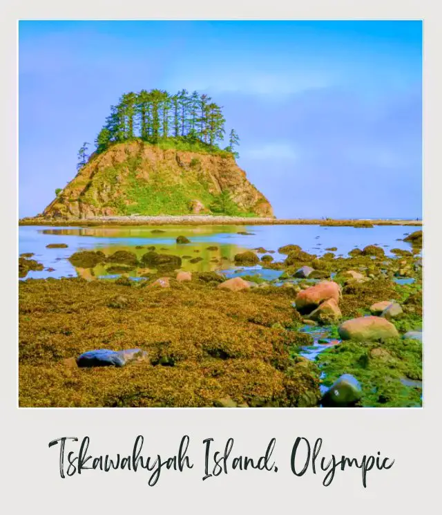 The 10 Best Olympic National Park Beaches View of sea stacks and trees in Tskawahyah Island Cape Alava Olympic National Park