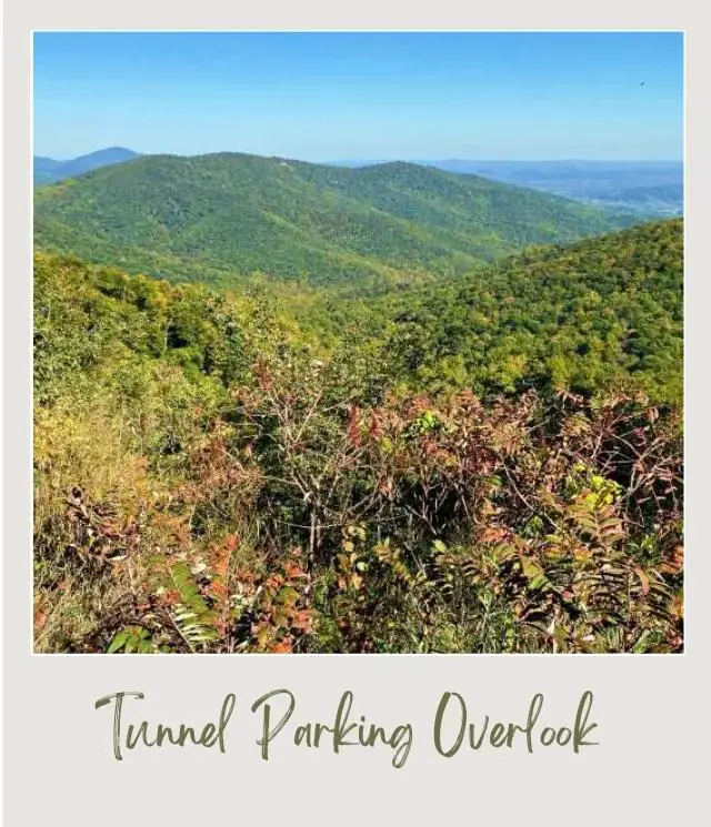 trees with forested hills behind seen from Tunnel Parking Overlook Shenandoah National Park