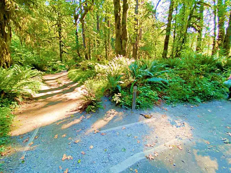 Turnoff to first river access on Hoh River Trail Olympic National Park