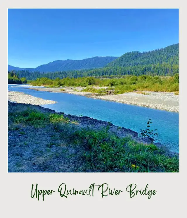 Lake Quinault Loop Drive: A Complete Guide for First Time Visitors Huge rivers besides are small bushes, trees, and mountains in Quinault River, Olympic National Park